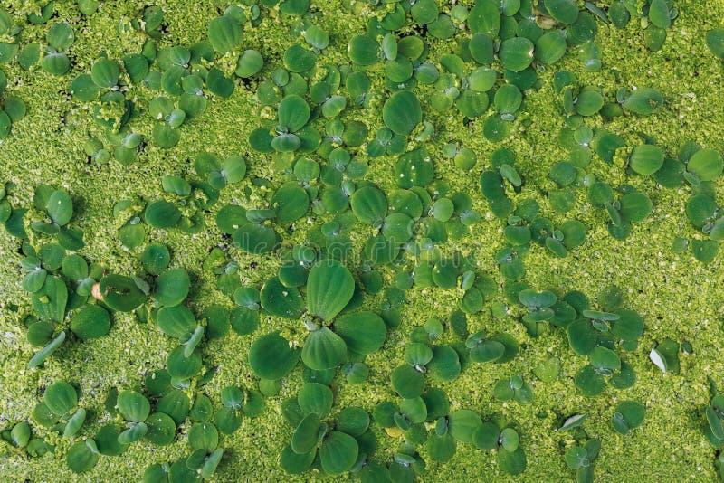 Natürliche grüne Sumpfentengrütze auf der Wasseroberfläche, -hintergrund oder -muster der sich hin- und herbewegenden Pflanzenblä stockfotos Natürliche grüne Sumpfentengrütze auf der Wasseroberfläche, -hintergrund oder -muster der sich hin- und herbewegenden Pflanzenblä stockfotos