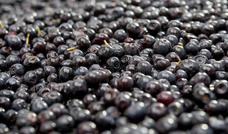 Natürliche Nahaufnahme des Hintergrundes Nahrungsmittelblaubeer lizenzfreie stockbilder Natürliche Nahaufnahme des Hintergrundes Nahrungsmittelblaubeer lizenzfreie stockbilder