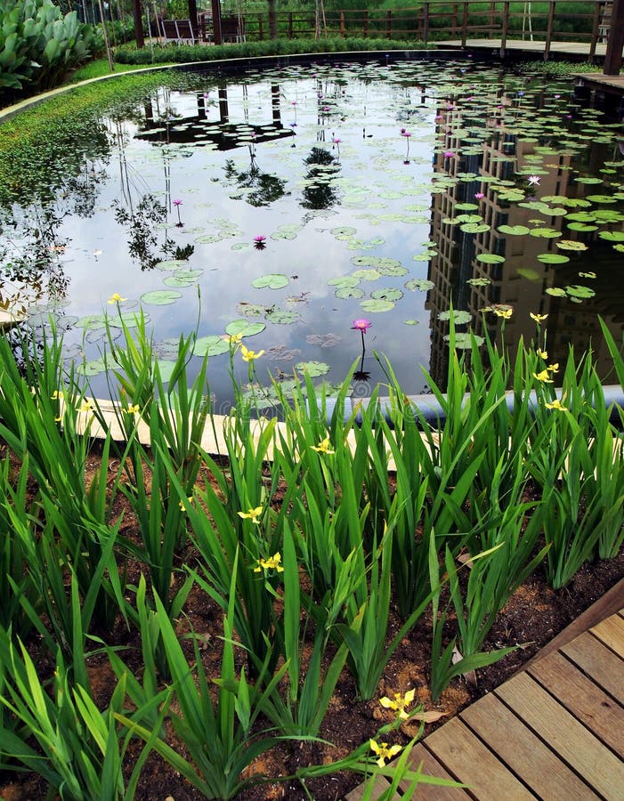 A photograph image showing the outdoor garden landscaped space of a modern condominium apartment. Landscaping style is natural and green, with pond as water feature, planted with water weeds on the side, and water lily plants. Pretty herbaceous yellow flowers next to pond and wooden material patio and foot path complete the au naturel look. Reflection in waterpond shows condominium building. A photograph image showing the outdoor garden landscaped space of a modern condominium apartment. Landscaping style is natural and green, with pond as water feature, planted with water weeds on the side, and water lily plants. Pretty herbaceous yellow flowers next to pond and wooden material patio and foot path complete the au naturel look. Reflection in waterpond shows condominium building.