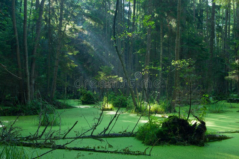 Natürlicher Erlen-carrstand von Bialowieza-Wald im Sonnenaufgang lizenzfreies stockfoto Natürlicher Erlen-carrstand von Bialowieza-Wald im Sonnenaufgang lizenzfreies stockfoto