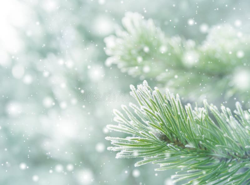 Natürlicher Hintergrund des Winters stockfoto Natürlicher Hintergrund des Winters stockfoto