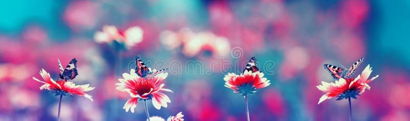 natürlicher Panoramahintergrund mit hellen Schmetterlingen, die im Sommergarten in blauen Tönen in einer Reihe auf Blumen sitzen lizenzfreie stockfotografie natürlicher Panoramahintergrund mit hellen Schmetterlingen, die im Sommergarten in blauen Tönen in einer Reihe auf Blumen sitzen lizenzfreie stockfotografie