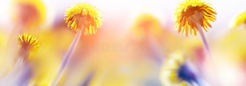 Natürlicher Sommerhintergrund Schöner gelber Löwenzahn im Sonnenlicht Künstlerisches Makrobild Freier Platz für Ihren Text stockbild Natürlicher Sommerhintergrund Schöner gelber Löwenzahn im Sonnenlicht Künstlerisches Makrobild Freier Platz für Ihren Text stockbild
