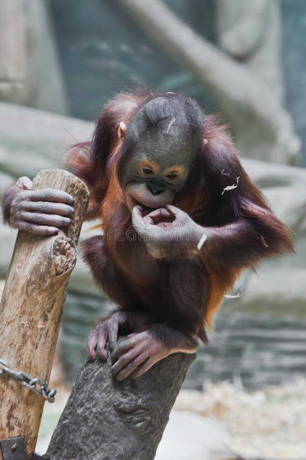 Naughty Orangutan Looking Down, Cute Baby Monkey Stock Photo - Image of  looking, funny: 214128022