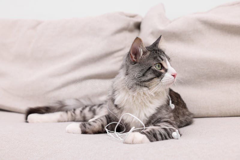 Naughty Cat with Damaged Wired Earphones on Sofa Indoors Stock Photo