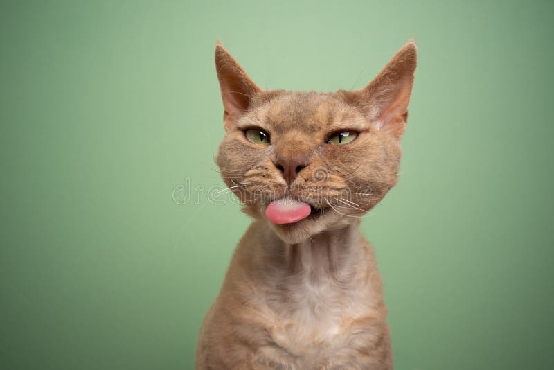 naughty cat sticking out tongue making funny face looking angry