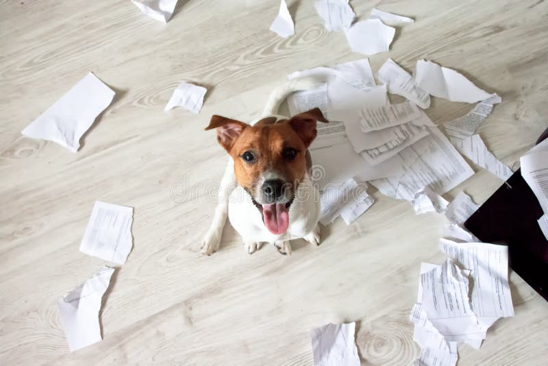 Naughty Dog in the Mess. Bad Dog Sitting In Torn Pieces of Documents on the Floor. Pet Tore up Important Documents. Bad dog sittin