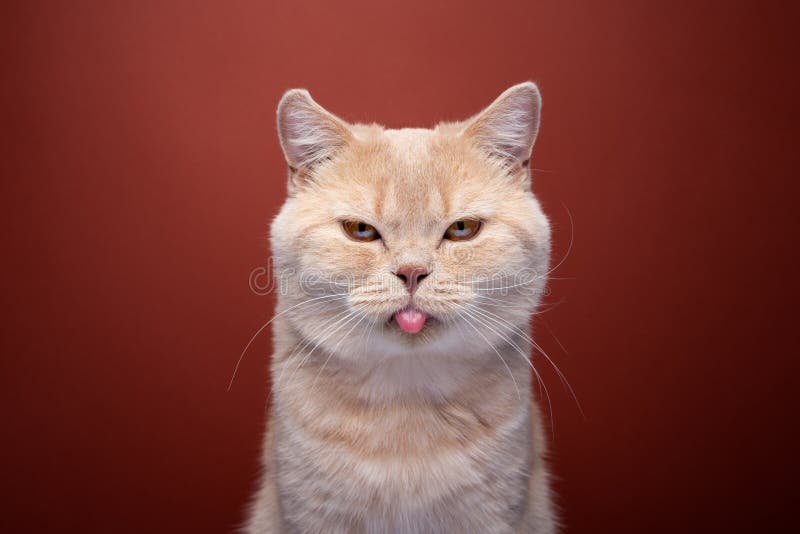 naughty cat sticking out tongue making funny face looking angry