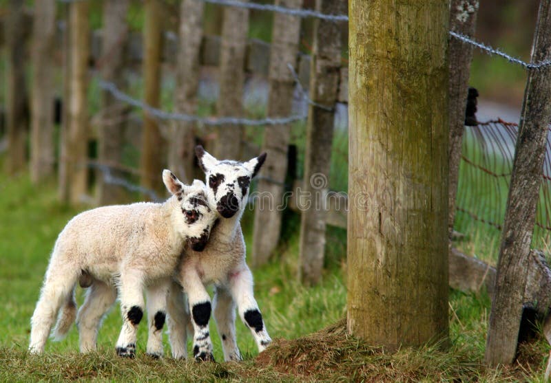 Naughty Lambs