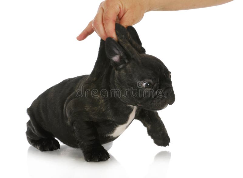 Naughty puppy royalty free stock images Naughty puppy royalty free stock images