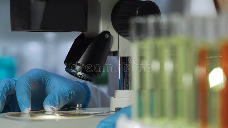 Naukowa kładzenia próbki obruszenie pod mikroskopem, przystosowywa obiektywy studiować je zdjęcie stock Naukowa kładzenia próbki obruszenie pod mikroskopem, przystosowywa obiektywy studiować je zdjęcie stock