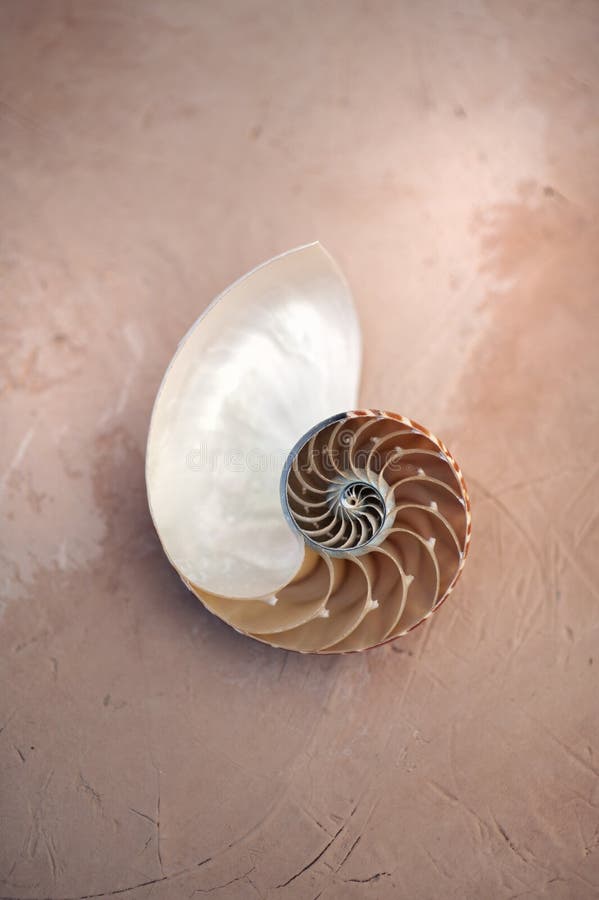 Nautilus Seashell Simple Contemplation