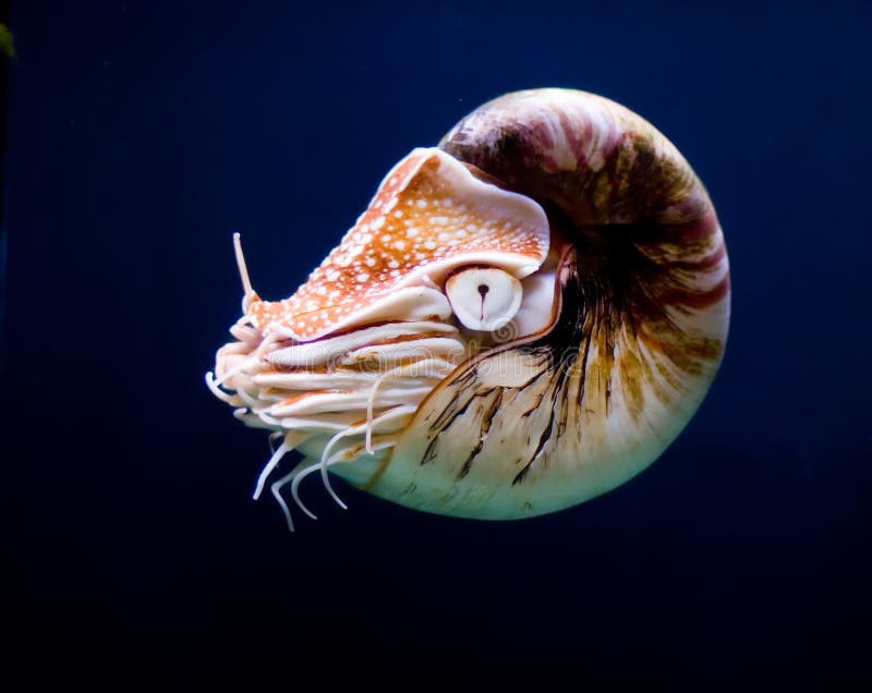 Nautilus