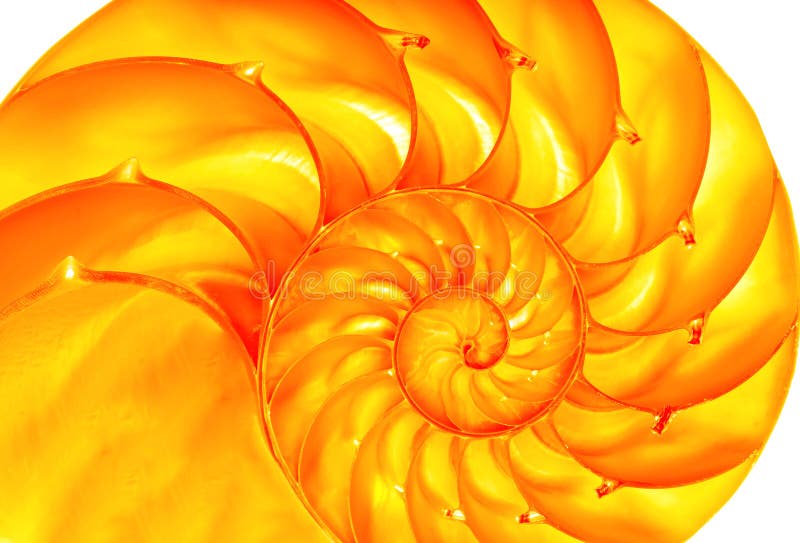 Nautilus dorato fotografie stock libere da diritti Nautilus dorato fotografie stock libere da diritti