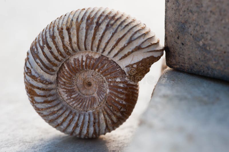 865 Nautilus Fossil Detail Photos Free Royalty Free Stock Photos From Dreamstime 865 Nautilus Fossil Detail Photos Free Royalty Free Stock Photos From Dreamstime