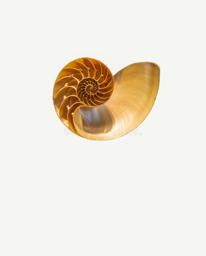1 453 Nautilus Shell Fossil Photos Free Royalty Free Stock Photos From Dreamstime 1 453 Nautilus Shell Fossil Photos Free Royalty Free Stock Photos From Dreamstime