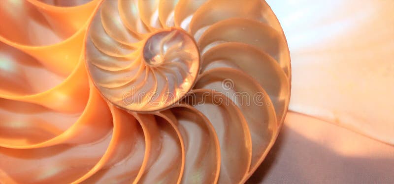 Nautilus shell Fibonacci symmetry cross section spiral structure growth golden ratio