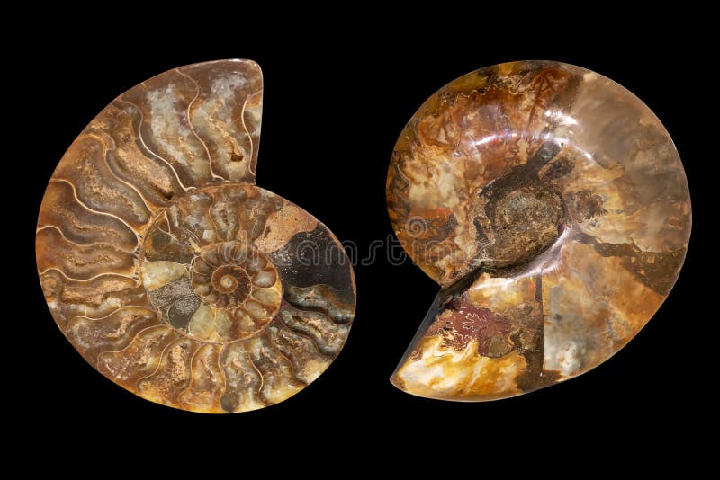 1 485 Nautilus Shell Fossil Photos Free Royalty Free Stock Photos From Dreamstime