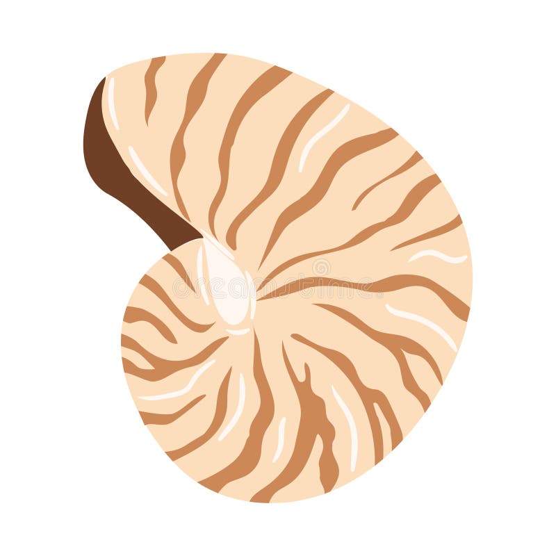 Nautilus shell illustration featuring stripes and intricate patterning vector illustration