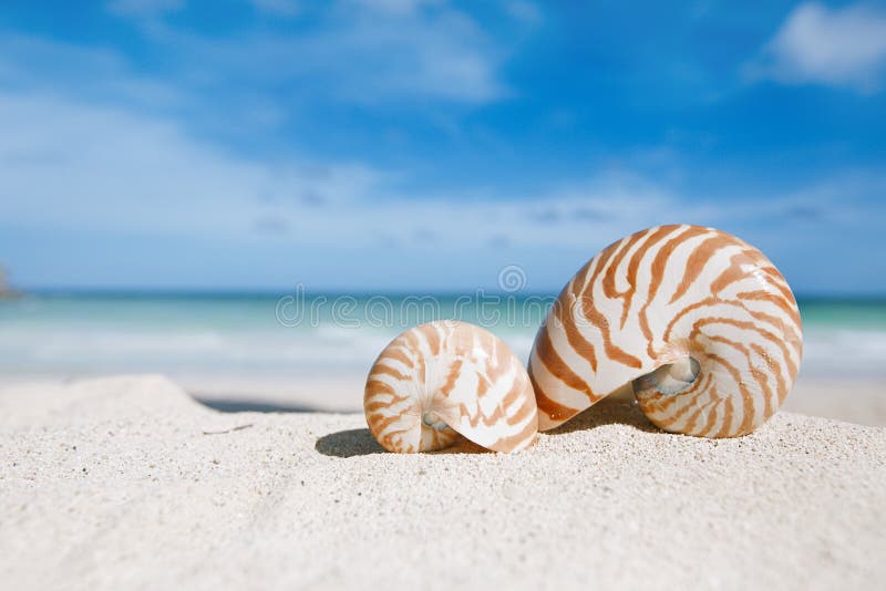 Spiral Shell on a Tropical Sandy Beach with Sunrise Over Ocean a Stock  Image - Image of tropical, vacation: 102666997