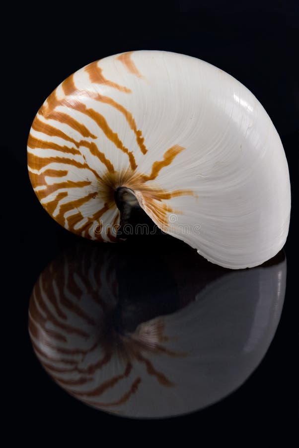 Nautilus shell & Reflection stock photo Nautilus shell & Reflection stock photo