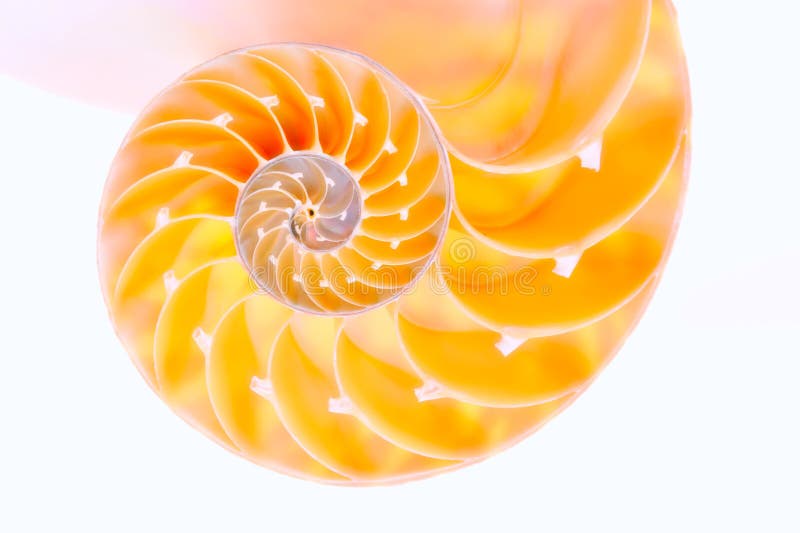 Nautilus shell section