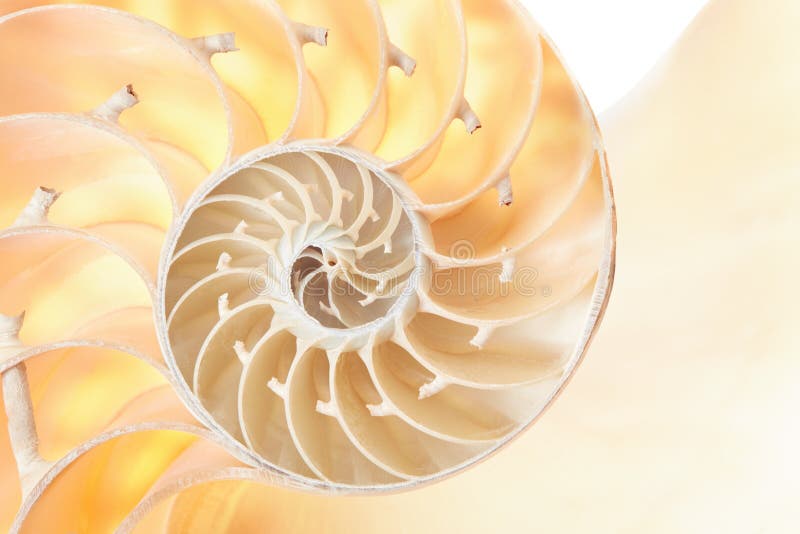 Nautilus shell section detail background