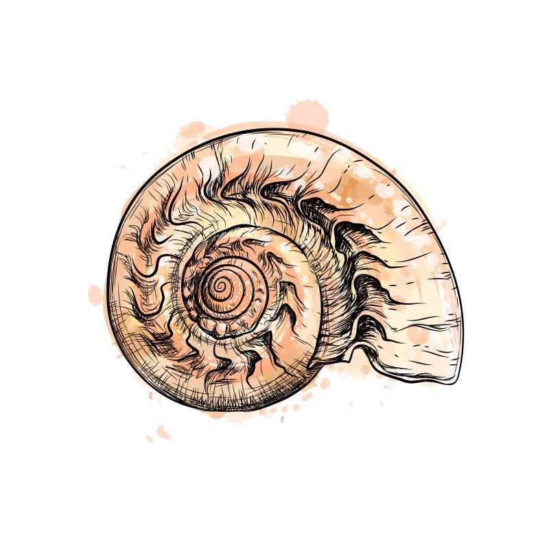 Nautilus shell section isolated on black background royalty free illustration