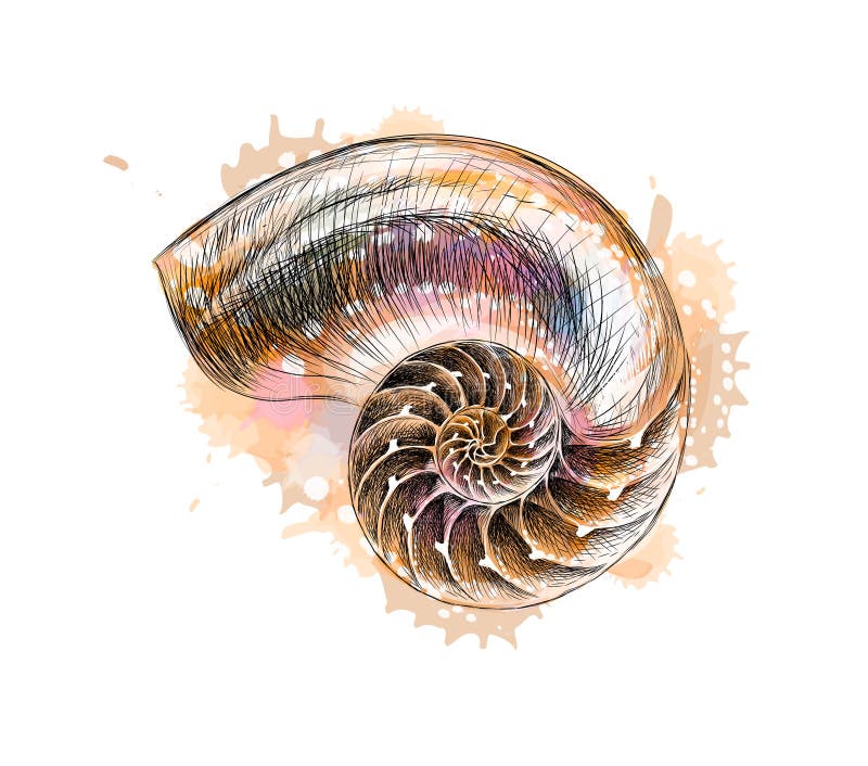 Nautilus shell section isolated on black background vector illustration
