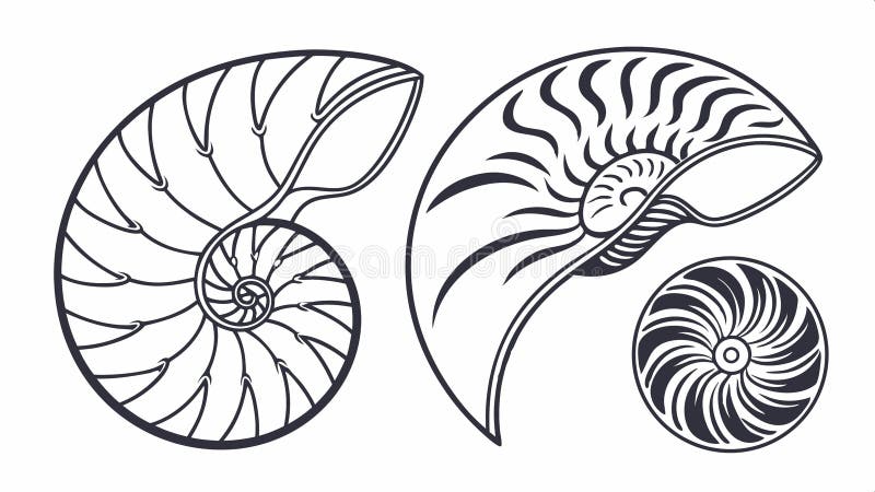 Nautilus shell set, vector design spiral nature illustration. vector design Generative AI stock illustration