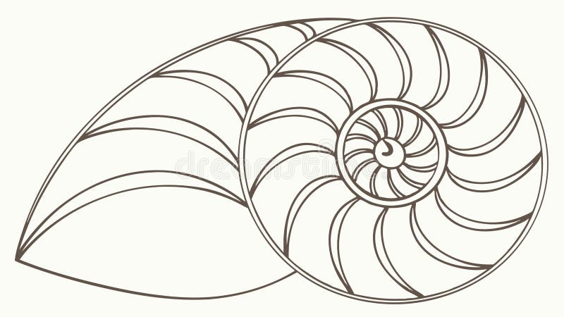 Nautilus Shell Spiral Fossil Line Art Marine vector design Generative AI vector illustration