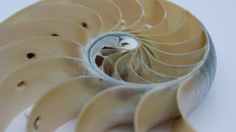 Nautilus shell stock fibonacci footage video clip turning golden ratio number sequence natural background half slice section