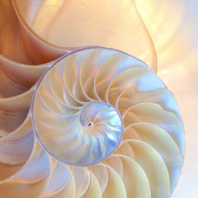 Nautilus shell symmetry Fibonacci half cross section spiral golden ratio structure growth close up back lit mother of pearl close