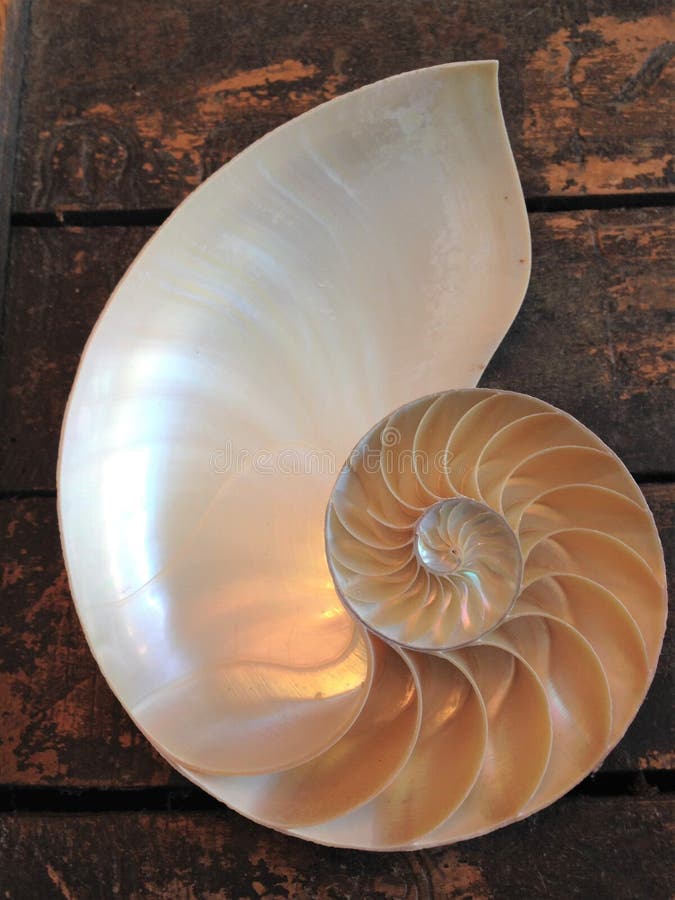 Nautilus shell symmetry Fibonacci half cross section spiral golden ratio structure growth close up back lit mother of pearl close up