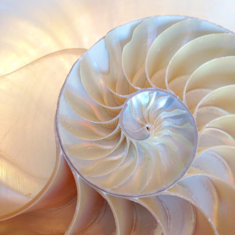 Nautilus κοχυλιών συμμετρίας σπειροειδής χρυσή αναλογία στενή επάνω πίσω αναμμένη μητέρα διατομής του Φιμπονάτσι μισή αύξησης δομ στοκ φωτογραφίες με δικαίωμα ελεύθερης χρήσης Nautilus κοχυλιών συμμετρίας σπειροειδής χρυσή αναλογία στενή επάνω πίσω αναμμένη μητέρα διατομής του Φιμπονάτσι μισή αύξησης δομ στοκ φωτογραφίες με δικαίωμα ελεύθερης χρήσης