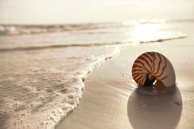 Nautilusmuschel auf einem Seeozean-Strandsand stockfoto Nautilusmuschel auf einem Seeozean-Strandsand stockfoto