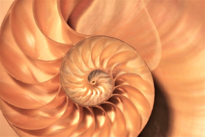 Nautilus shell Fibonacci symmetry cross section spiral structure growth golden ratio form. Nautilus shell Fibonacci symmetry cross section spiral structure growth golden ratio form