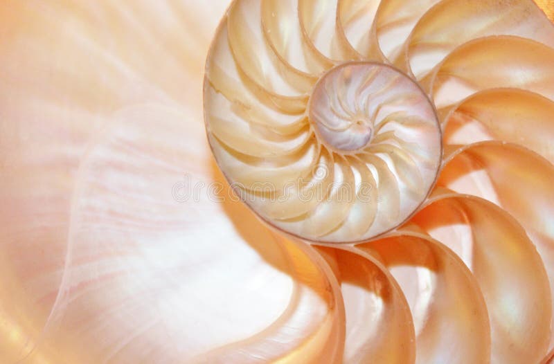 Nautilus shell Fibonacci symmetry cross section spiral structure growth golden ratio form stock, photo, photograph, image, picture. Nautilus shell Fibonacci symmetry cross section spiral structure growth golden ratio form stock, photo, photograph, image, picture