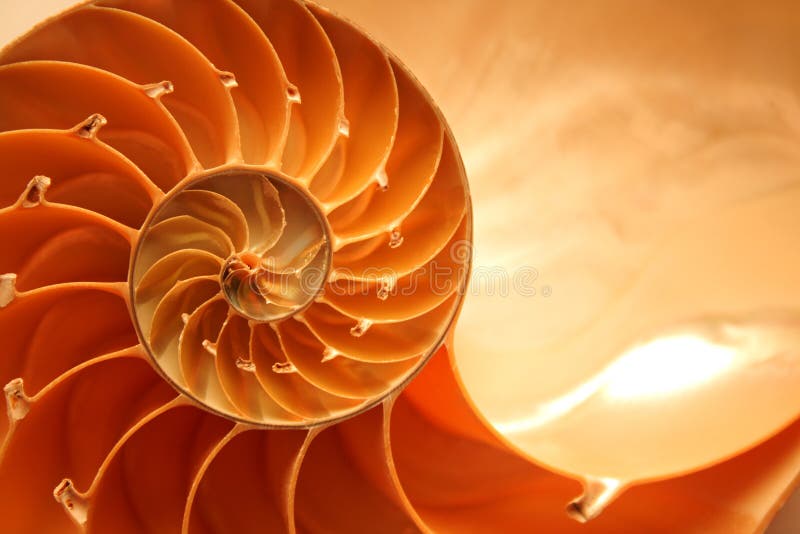 nautilusskal arkivfoton nautilusskal arkivfoton