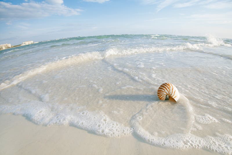 Nautilus shell on a sea ocean beach sand with nice curve lens distorshion. Nautilus shell on a sea ocean beach sand with nice curve lens distorshion