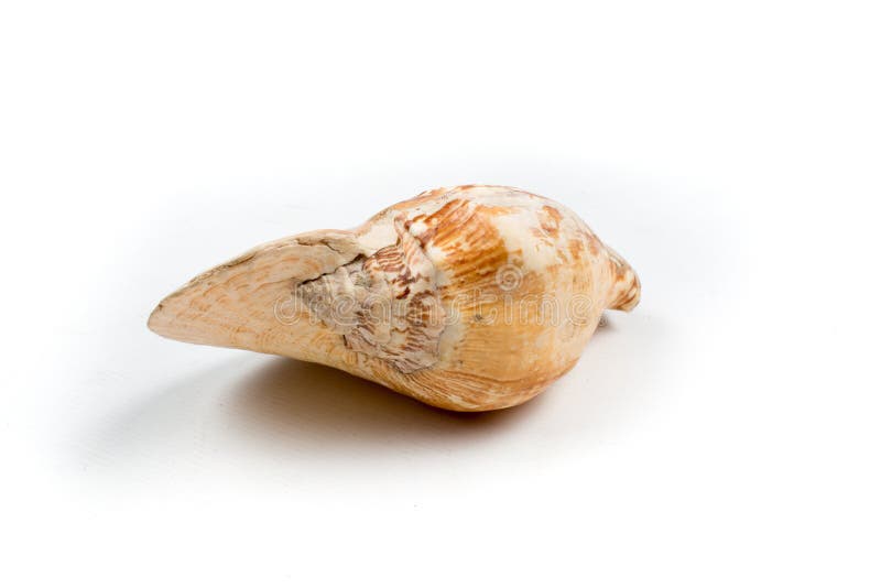 Nautilusskalet som isoleras på vit bakgrund arkivfoton Nautilusskalet som isoleras på vit bakgrund arkivfoton