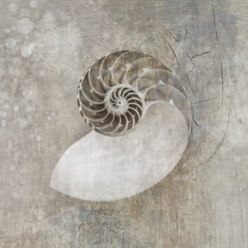nautilussnäckskal royaltyfria foton nautilussnäckskal royaltyfria foton