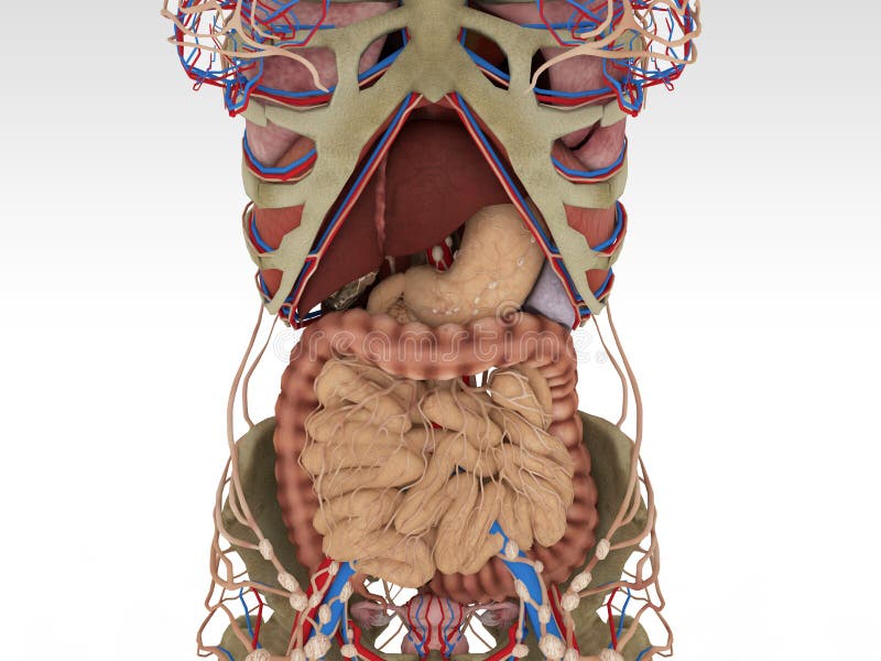 Nauwkeurige Vrouwelijke Anatomie royalty-vrije illustratie Nauwkeurige Vrouwelijke Anatomie royalty-vrije illustratie