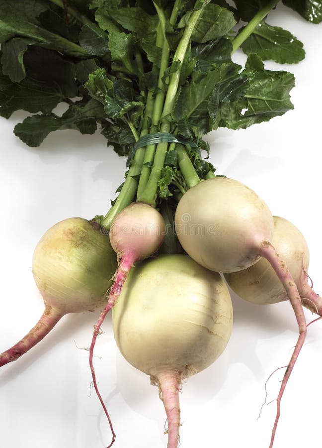 NAVET stock photo. Image of still, turnip, ingredient 173365500