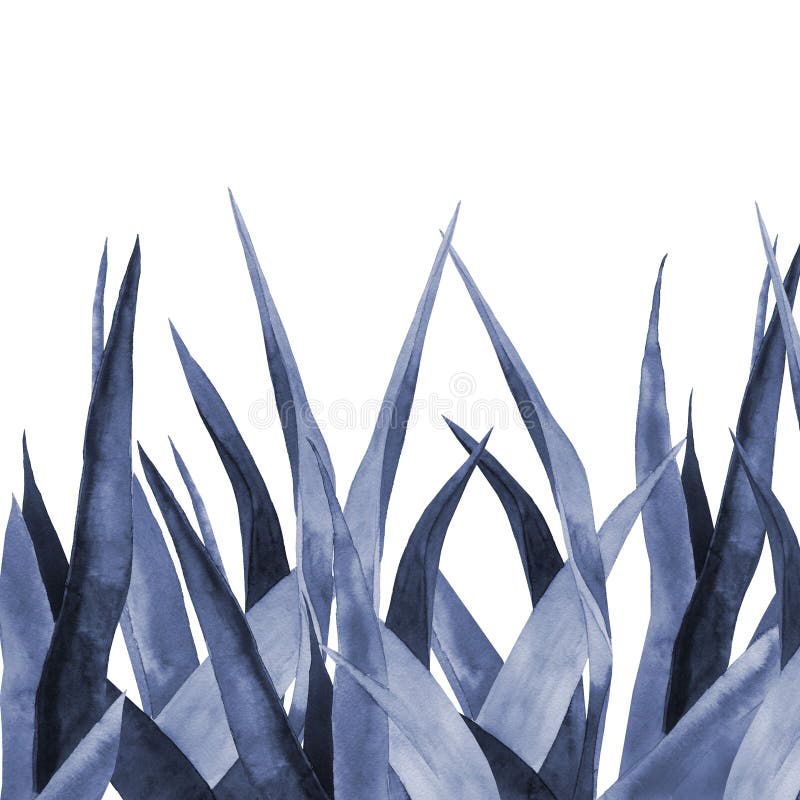 Navy blue plant border with empty space. Agave leaves. Design for website, tradition medicine, apiculture. Watercolour