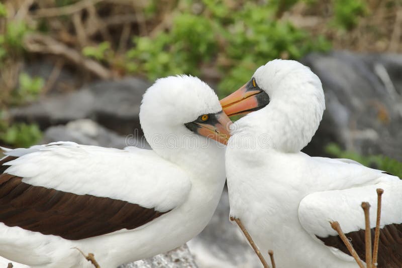 Nazcadomoren (Sula-granti) in de Galapagos stock fotografie Nazcadomoren (Sula-granti) in de Galapagos stock fotografie