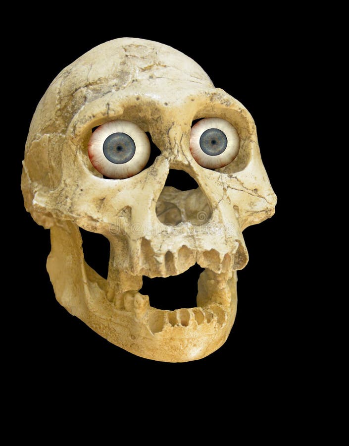 neanderthal skull front
