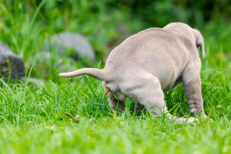 Neapolitan Mastiff Puppy Making Poop On The Green Grass. Neapolitan Mastiff Puppy Making Poop On The Green Grass