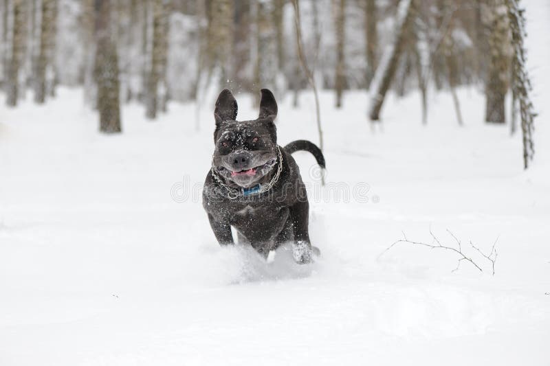 Jumping dog Neapolitan Mastiff. winter picture. Jumping dog Neapolitan Mastiff. winter picture