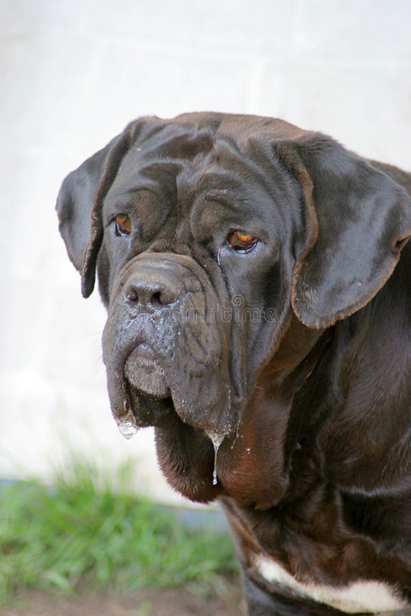 Brown Neapolitan Mastiff